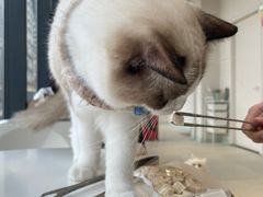 -怪兽屋·羊驼·猫咖·狗咖(俊华广场店)