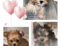 -萌宠之家·腊肠犬·马尔泰·小体犬舍