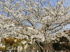 -高东镇樱花园