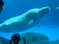 -海合安成都极地海洋公园