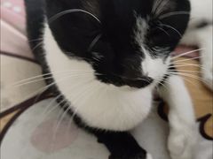 -千城康桥宠物医院·猫科·骨科·心脏