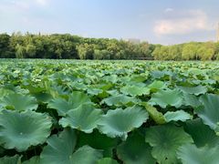 -蠡湖大桥公园