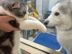 -芭比堂动物医院广州顽皮分院