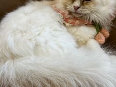 -怪兽屋·羊驼·猫咖·狗咖(俊华广场店)