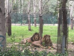 -秦皇岛野生动物园