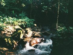 -莫里热带雨林景区