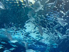 -上海海洋水族馆