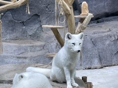 -海合安青岛极地海洋公园