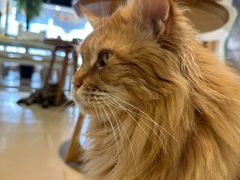 -藏猫猫咖啡主题馆(中央大道店)