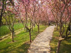 -合肥滨湖国家森林公园