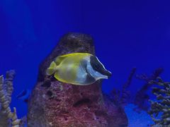 -上海海洋水族馆