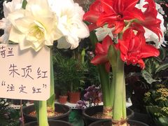 -秦美花卉(天朗·莱茵小城2期店)