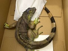 -北京观赏动物医院·24小时大型综合·猫专科·异宠专科