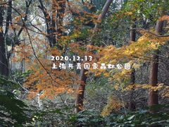 -上海共青森林公园