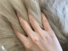 -楼上猫咖(罗湖店)