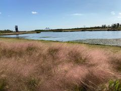 -春花秋色城市公园