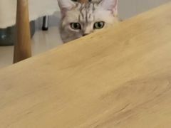 -平行世界·猫咖(首经贸店)