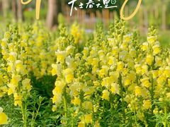 -上海滨江森林公园