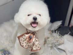 -萌宠之家·腊肠犬·马尔泰·小体犬舍