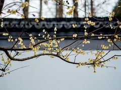 -上海醉白池公园