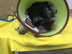 -伟伟宠物医院·CT影像中心·瑞派犬猫综合性门诊(汉口总院)