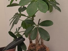 -长风拨筋养身(天街店)