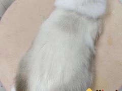 -翊宠yipet猫狗购宠庄园犬舍•猫舍