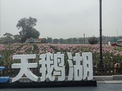 -荷兰花海