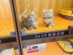 -欣宠猫屋·矮脚拿破仑·蓝金金渐层