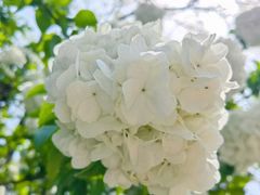 -上海滨江森林公园