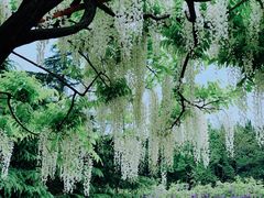 -嘉定紫藤园