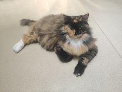 -藏猫猫咖啡主题馆(中央大道店)