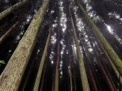 -武陵山森林公园