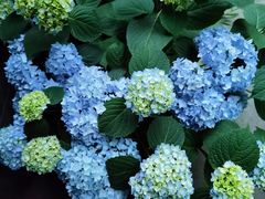 -金科花卉市场