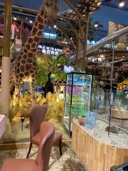 -卡通尼·Safari非洲探索乐园·生日会(金桥国际商业广场店)