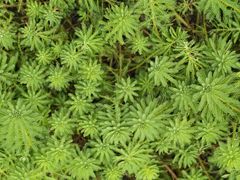 -广西壮族自治区药用植物园
