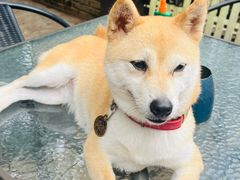 -柴犬高等学院·狗咖·柴犬售卖·宠物训练