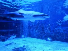 -成都浩海立方海洋公园