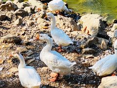 -北京张裕爱斐堡酒庄