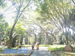 -瑞丽独树成林风景区