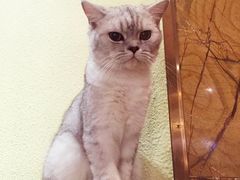 -more than meow吴止猫主题餐厅(承德 中船汇店)