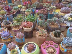 -三圣花乡旅游区