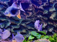 -上海海洋水族馆