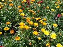 -松山湖梦幻百花洲