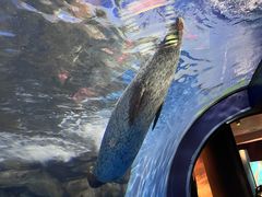 -上海海洋水族馆