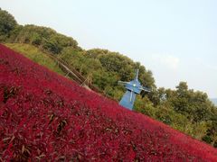 景点-广州市流溪河国家森林公园