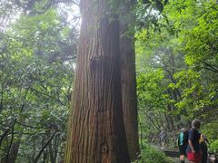 -天目山大树王景区