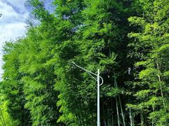 -番禺大夫山森林公园