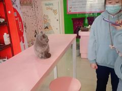 -喵百万·布偶·蓝金金渐层英短·猫舍(百子湾店)
