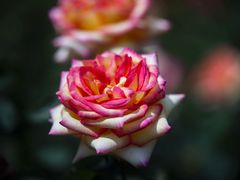 -人民公园(罗湖区)